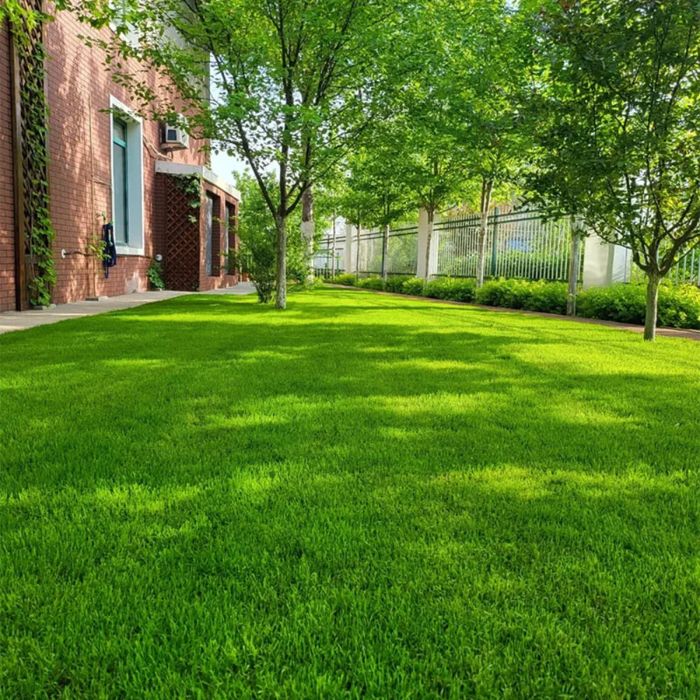 Semillas de Césped Ryegrass Perenne de Rápido Crecimiento