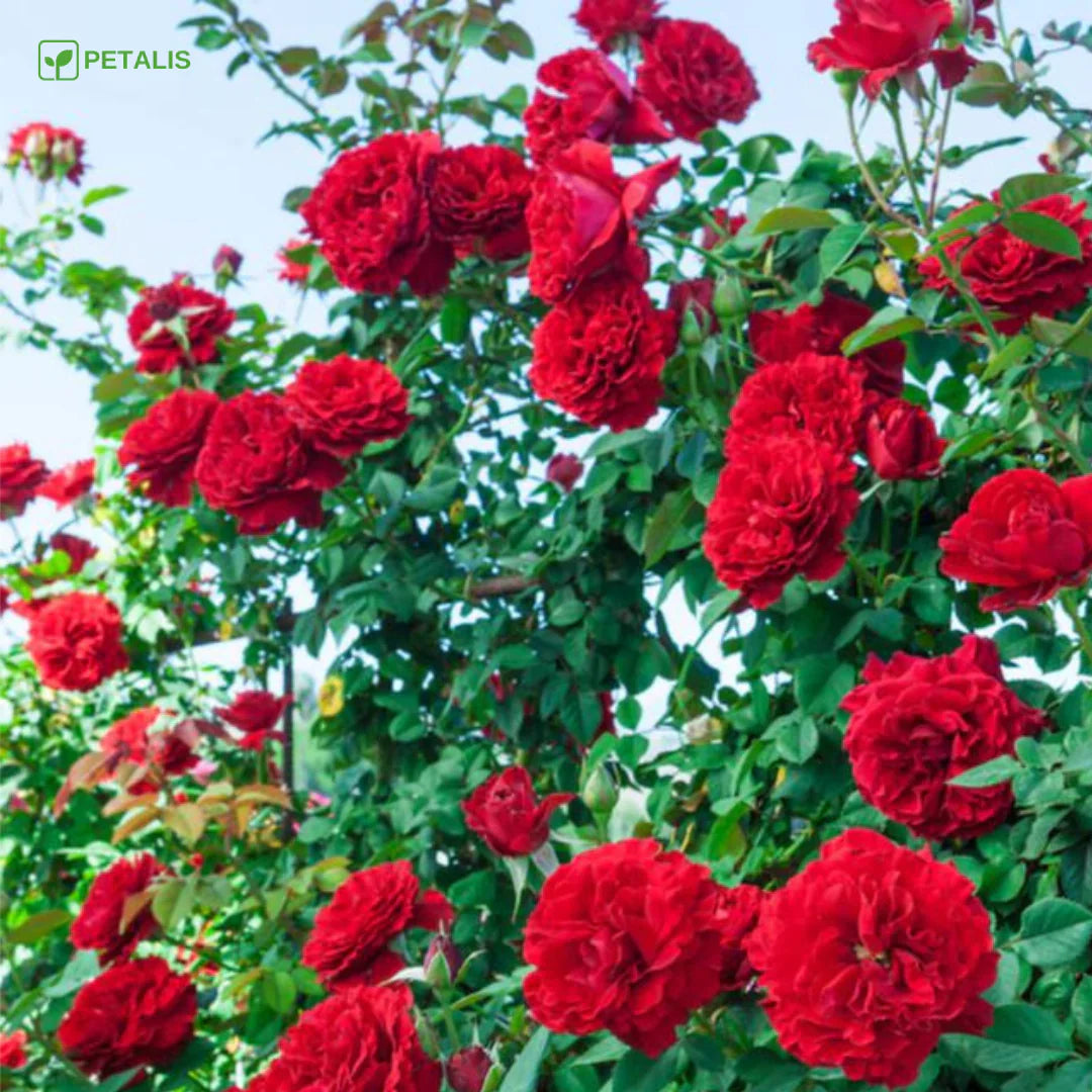 SEMILLAS ORGÁNICAS FLORALES DE EUSTOMA - PETALIS™ (400 SEMILLAS)
